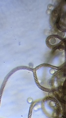 Hemitrichia calyculata