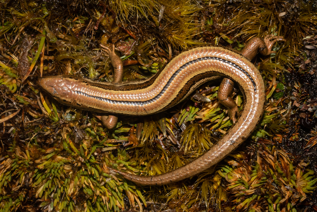Small-Eared Skink
