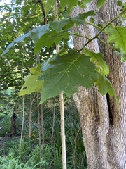 Solanum chrysotrichum