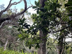 Myrsine lessertiana