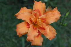 Hemerocallis