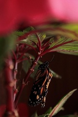 Danaus
