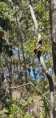 Centropus phasianinus