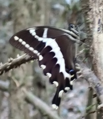 Papilio delalandei