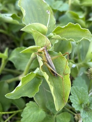 Conocephalus japonicus