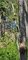 Centropus phasianinus