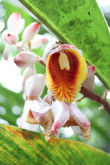 Alpinia