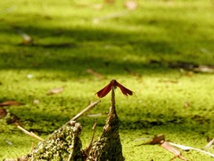Neurothemis taiwanensis