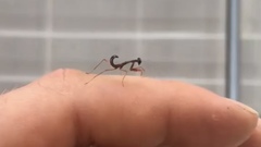 Sphodropoda quinquedens
