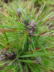 Pinus