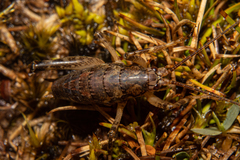 Notoplectron