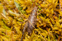 Notoplectron