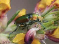 Diphucephala colaspidoides