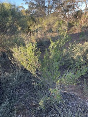 Eremophila glabra