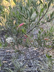 Eremophila glabra