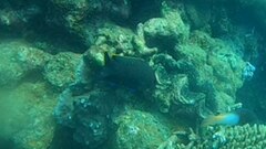 Plectroglyphidodon apicalis