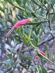 Eremophila glabra