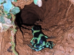 Dendrobates auratus