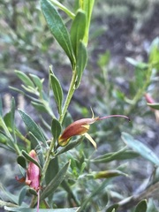 Eremophila glabra