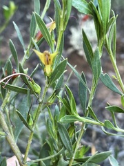Eremophila glabra