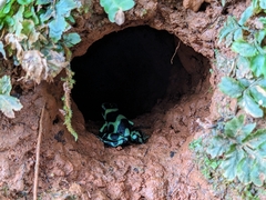 Dendrobates auratus