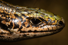 Oligosoma chloronoton