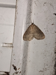 Operophtera bruceata