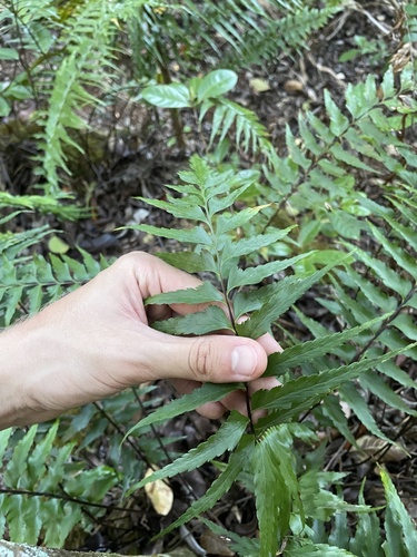 Asplenium contiguum observed 2022-10-25