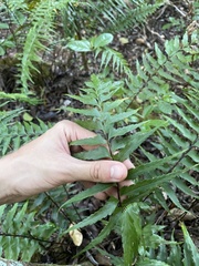 Asplenium contiguum image