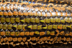 Oligosoma chloronoton