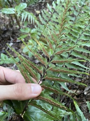 Asplenium contiguum