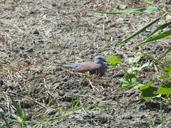 Streptopelia tranquebarica