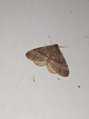 Operophtera bruceata