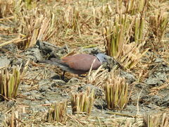 Streptopelia tranquebarica