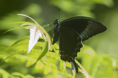 Papilio paris