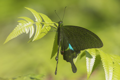 Papilio paris
