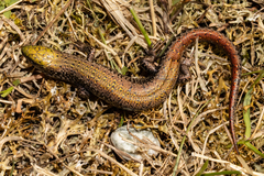 Oligosoma chloronoton