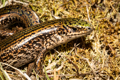 Oligosoma chloronoton