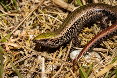 Oligosoma chloronoton