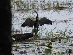 Anhinga melanogaster