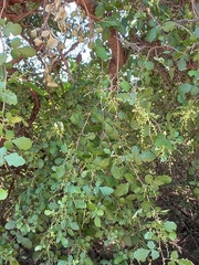 Brachyglottis repanda