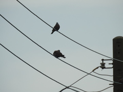 Streptopelia tranquebarica