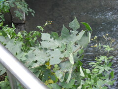 Broussonetia papyrifera