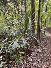Freycinetia arborea