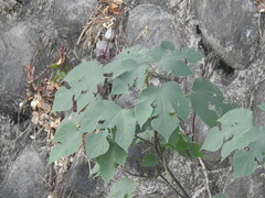 Broussonetia papyrifera