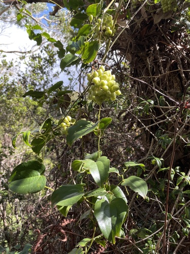 Smilax melastomifolia observed 2022-10-25