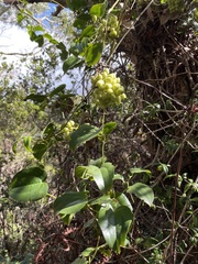 Smilax melastomifolia