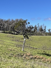 Metrosideros polymorpha