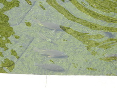 Oreochromis mossambicus