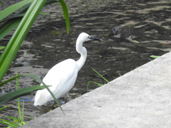 Egretta garzetta